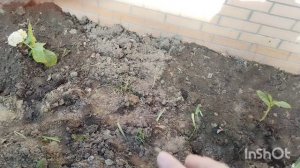 19.11.25г.  +23, жаркая осень.  Посадила гортензии.  Ещё спеет инжир. Жизнь на юге.