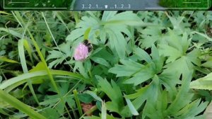 Местные красоты. Токи. Сентябрь