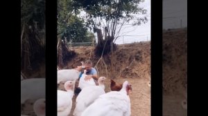 Видео от МЯУтаверс – как метавселенная, но с котами