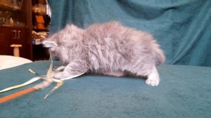 Кардинал Baraj*RU