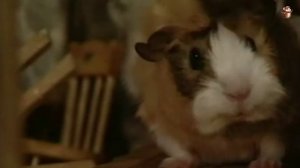 🐹Путешествие  хомяка 1 серия🐹