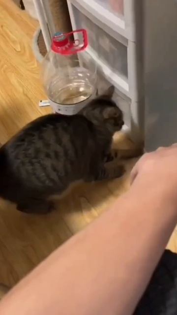 Дай мне рыбку, дай икру, наконец, мою уху.