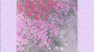 Просто цветочки