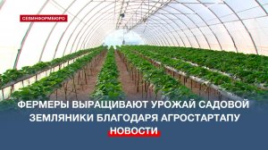 Садовая земляника в севастопольских теплицах выращивается благодаря Агростартапу