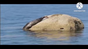 мы родились в Сибири//смотреть всем//новая афера//обзор канала