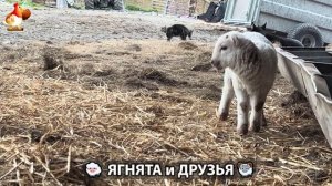 Ягнята и друзья 🐑 Веселые истории из жизни животных 😂 (11)
