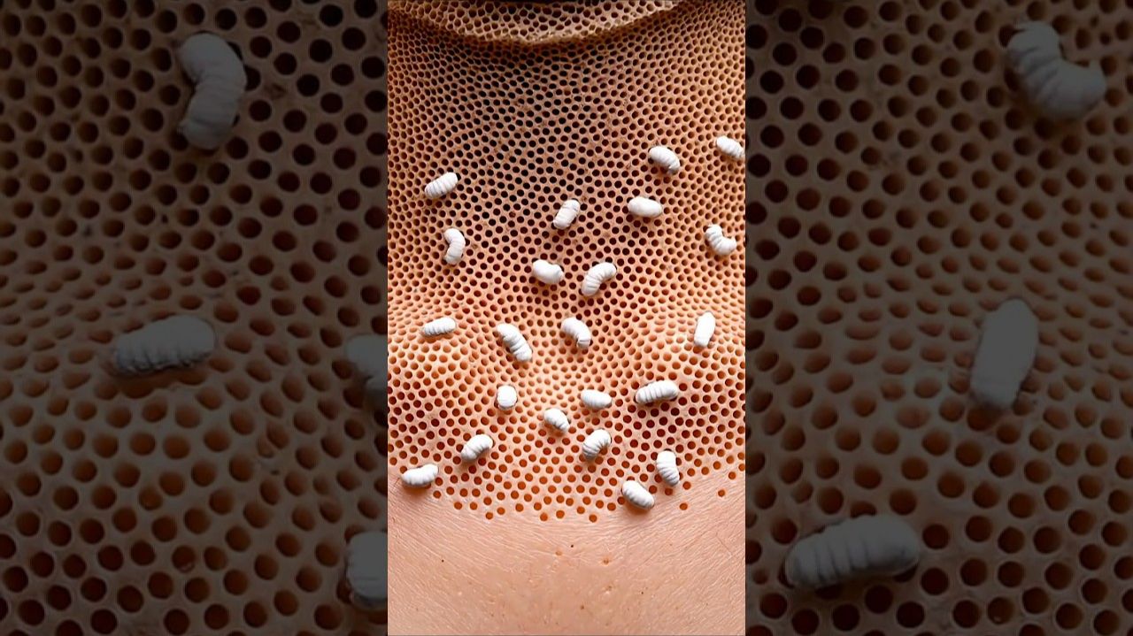 🔥АСМР кожа из семян 😨 | Триггер трипофобии + Жуткое насекомое 🐛 смотреть онлайн