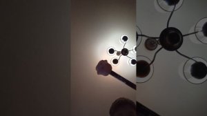 киски моей кошки