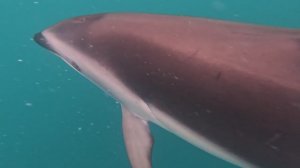 Dolphin Encounter NZ 2025