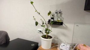 VLOG: НАШИ БУДНИ С РЕБЕНКОМ//ЛЕШИК НА БОЛЬНИЧНОМ//МЕСЯЦ ПОСЛЕ ЗАГОТОВОК И ВТОРАЯ ПАРТИЯ ГОТОВА