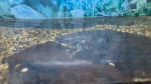 Для Баланса