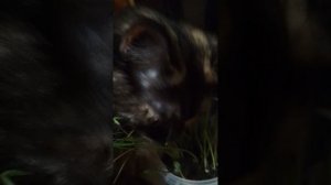 Радуем нашу кошечку вкусняшкой