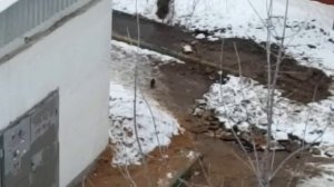 Черный голубь. Зима. Оттепель, декабрь 2024.8378643347