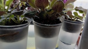 1 самый лучший способ выращивания комнатных цветов