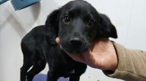 Орлик с переломом бедра