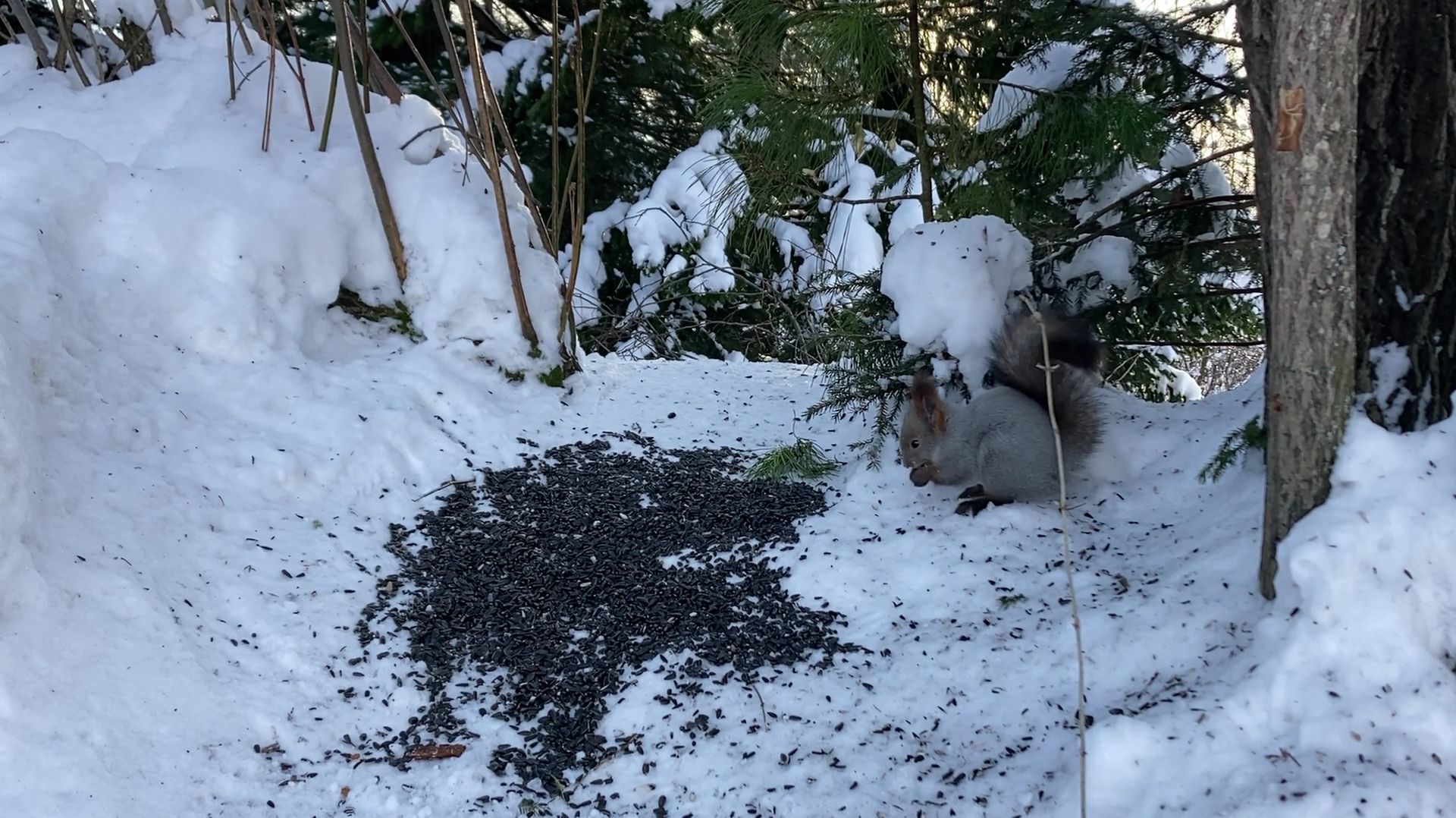 Белка и птицы у кормушки:  семечки в зимнем лесу Природа и наблюдение