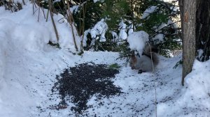 Белка и птицы у кормушки:  семечки в зимнем лесу| Природа и наблюдение