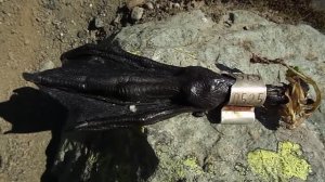 Нашёл лапу лебедя, с кольцом.