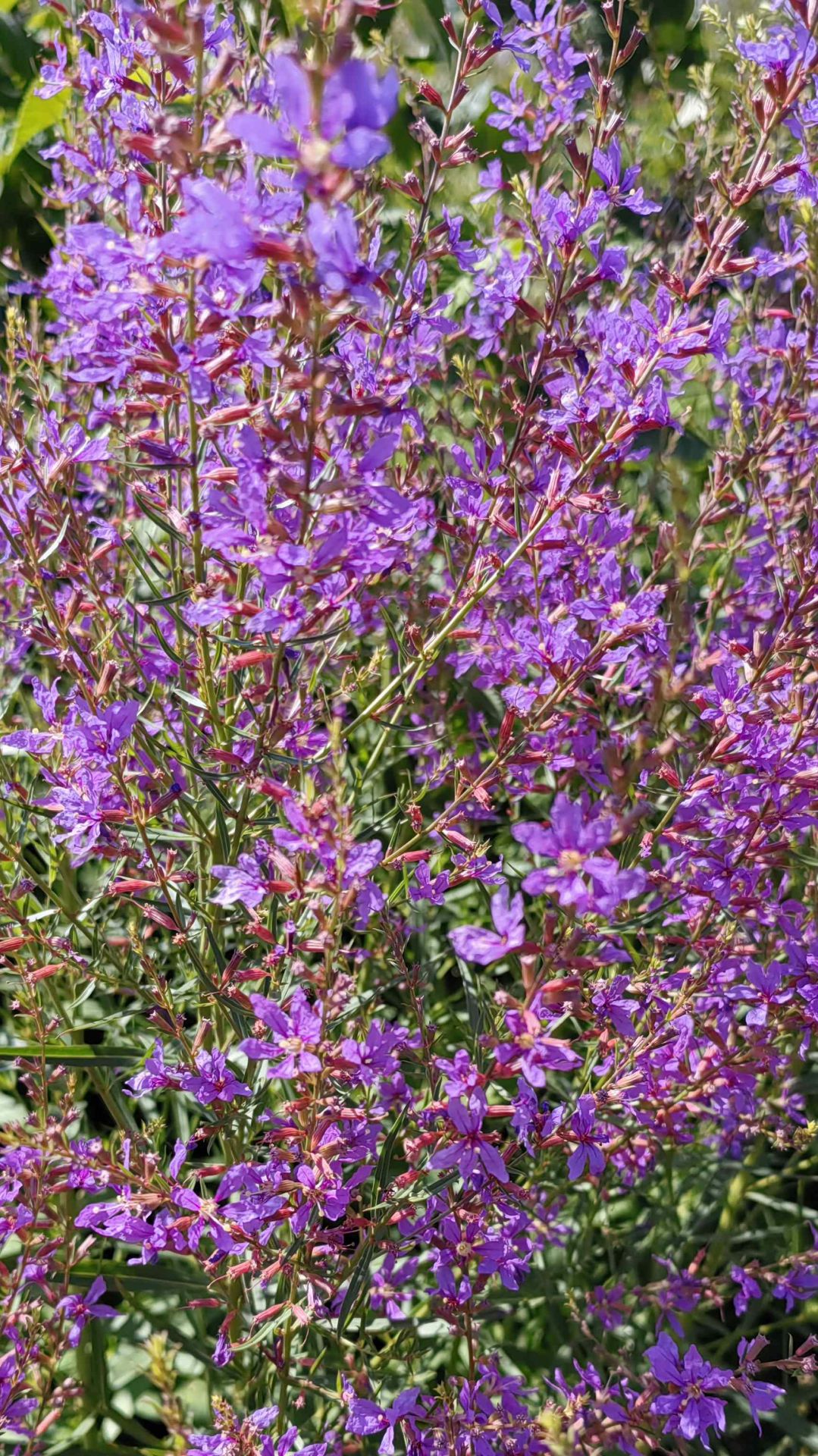 Дербенник иволистный Swirl