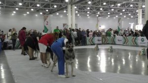 Сравнение класса чемпионов