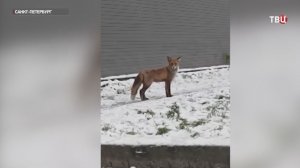 По самому центру Петербурга второй день гуляет лиса
