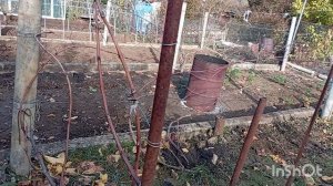 Виноград и деревья. Обрезка завершена.