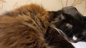 Ленивая кошка🥰😀