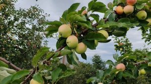 Кипарисовое - раннелетний сорт яблони со сладкими плодами.