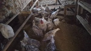 20 ноября, где и какой купить автоклав