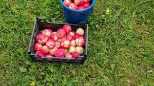 Аксёна - часть 2.