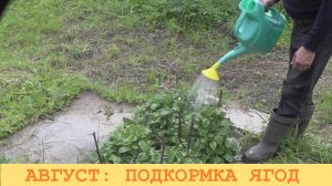 2025 Август. Подкормка ягодных кустов. Новая грядка строится.
