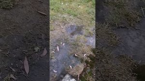 прогулка с Евочкой 🍫♥️