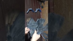 Международная выставка голубей 15-16.11.2025 г. Москва