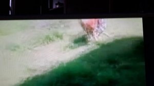 Бык и мотоцикл