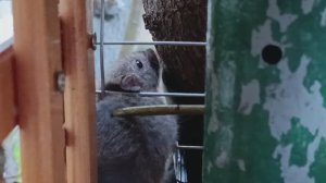 Опять у птичек гость.