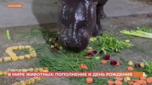 Ростов сегодня: вечерний выпуск. 20 ноября 2025