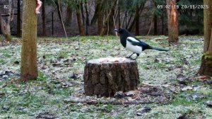 Калуга Температура -3.Сороки прилетели