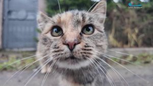 Доставка для котиков. Как блогер из Северной столицы подключил мир к благотворительной миссии