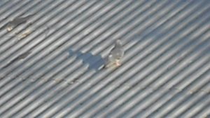 Голубь на крыше 546845. DSCN6146