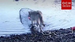 В Канаде дикие волки освоили рыбную ловлю с помощью сетей.