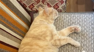 Строим 18 этажку в Майнкрафте