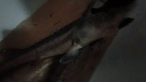 РЕБЯТА Я СЪЕЗДИЛ НА ФОРЕЛЬВОЮ ФЫБРИКУ, ОСЕТР И ФОРЕЛЬ, И ЕЩЁ НЕ ЗАБЫВАЕМ ПРО ГОЛЬЦА!..