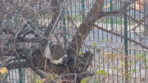 Кошачье дерево😺День второй)