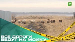Все дороги ведут на мойку. Жители села Шумово тонут в грязи