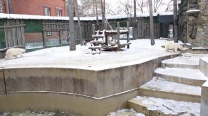 Белка и Стрелка подошли поздороваться и продолжили прогулку по вольеру 19.11.2025