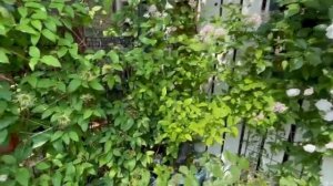 сад🐞🐝🦋🌷🌷🌷🌺