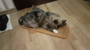 Леся и Сёма - "В утиль, я сказала"!!!