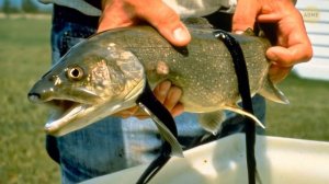 Змеи такие ужасающие, что даже Титанобоа не осмелится встретиться с ними