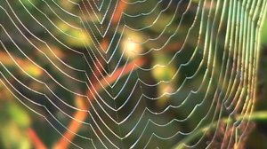 Выхухоль. Переход в Вечность