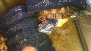 Красноухие черепахи 🐢 утро 20-11-2025. Колонка Маруся рассказывает анекдоты!